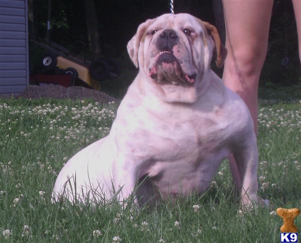 Dogs for Sale in OH